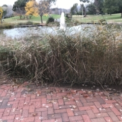 Phragmites australis at Phillip, ACT - 5 May 2021