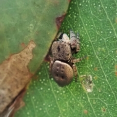 Simaethula sp. (genus) at Cook, ACT - 7 May 2021