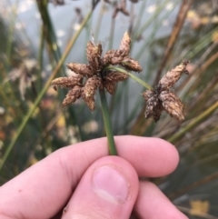 Schoenoplectus validus (River Club-rush) at Phillip, ACT - 5 May 2021 by Tapirlord