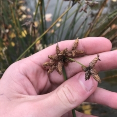 Schoenoplectus validus at Phillip, ACT - 5 May 2021