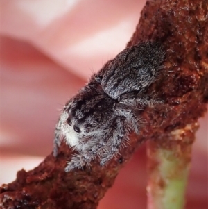 Cytaea severa at Cook, ACT - 8 May 2021 09:46 AM