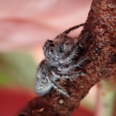 Cytaea severa at Cook, ACT - 8 May 2021