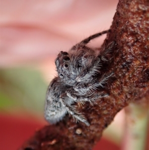 Cytaea severa at Cook, ACT - 8 May 2021 09:46 AM