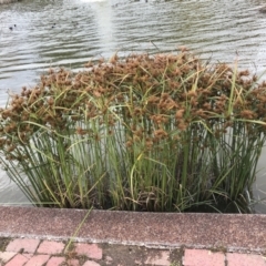 Cyperus exaltatus (Tall Flat-sedge, Giant Sedge) at Phillip, ACT - 5 May 2021 by Tapirlord