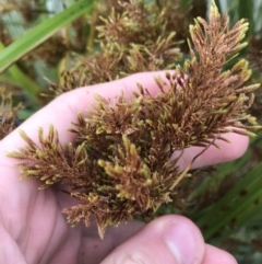 Cyperus exaltatus at Phillip, ACT - 5 May 2021 03:57 PM