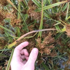 Cyperus exaltatus at Phillip, ACT - 5 May 2021 03:57 PM