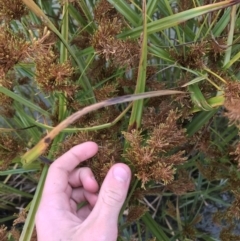 Cyperus exaltatus at Phillip, ACT - 5 May 2021 03:57 PM