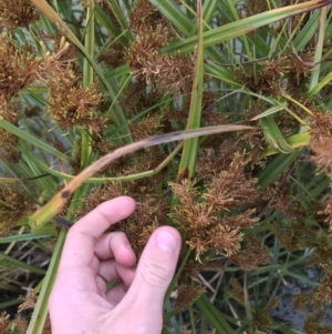 Cyperus exaltatus at Phillip, ACT - 5 May 2021 03:57 PM