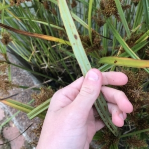 Cyperus exaltatus at Phillip, ACT - 5 May 2021 03:57 PM