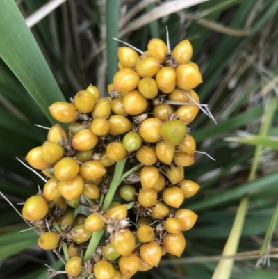 Lomandra longifolia (Spiny-headed Mat-rush, Honey Reed) at Phillip, ACT - 5 May 2021 by Tapirlord
