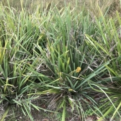 Lomandra longifolia at Phillip, ACT - 5 May 2021 03:58 PM