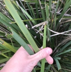 Lomandra longifolia at Phillip, ACT - 5 May 2021 03:58 PM