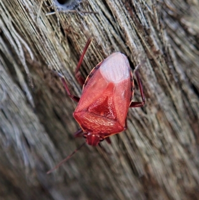Pentatomidae (family) (Shield or Stink bug) at Aranda Bushland - 1 May 2021 by CathB