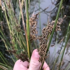 Juncus sp. at Phillip, ACT - 5 May 2021