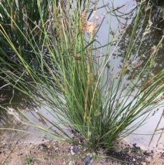 Juncus sp. at Phillip, ACT - 5 May 2021 04:00 PM