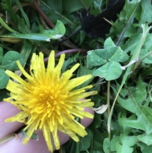 Taraxacum sp. at Phillip, ACT - 5 May 2021