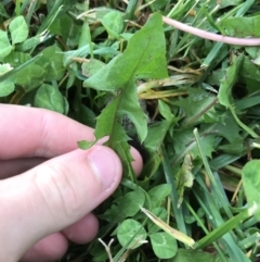 Taraxacum sp. at Phillip, ACT - 5 May 2021