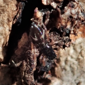 Holoplatys sp. (genus) at Aranda, ACT - 8 May 2021