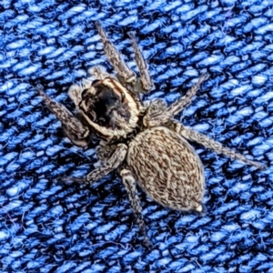 Maratus griseus at Kambah, ACT - 10 May 2021