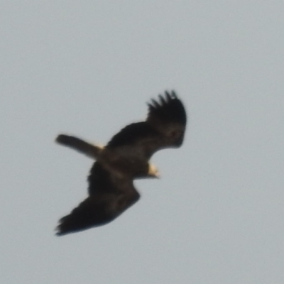 Haliastur sphenurus (Whistling Kite) at Kambah, ACT - 10 May 2021 by HelenCross