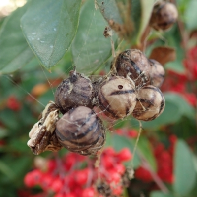 Celaenia excavata (Bird-dropping spider) at Cook, ACT - 6 May 2021 by CathB