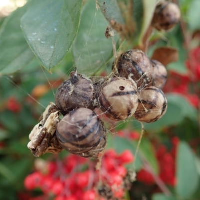 Celaenia excavata (Bird-dropping spider) at Cook, ACT - 5 May 2021 by CathB