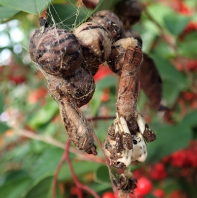 Celaenia excavata (Bird-dropping spider) at Cook, ACT - 8 May 2021 by CathB