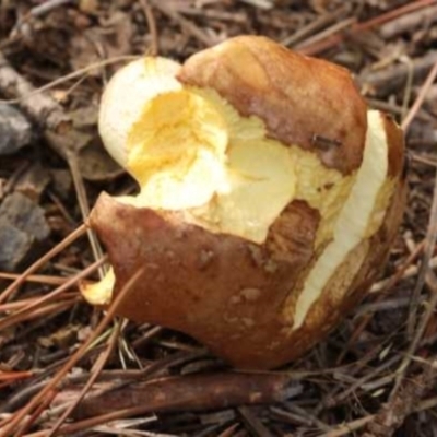 Suillus luteus (Slippery Jack) at Isaacs, ACT - 10 Apr 2021 by CanberraFungiGroup