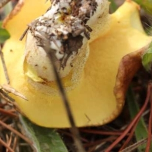 Suillus luteus at Isaacs, ACT - 10 Apr 2021 10:14 AM