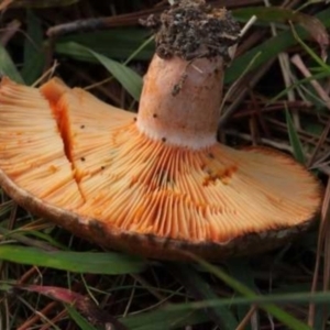 Lactarius deliciosus at Isaacs, ACT - 10 Apr 2021