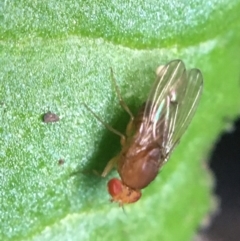 Drosophila sp. (genus) (Fruit Fly) at O'Connor, ACT - 10 May 2021 by Ned_Johnston