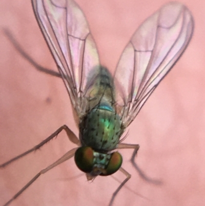 Austrosciapus sp. (genus) (Long-legged fly) at O'Connor, ACT - 10 May 2021 by Ned_Johnston