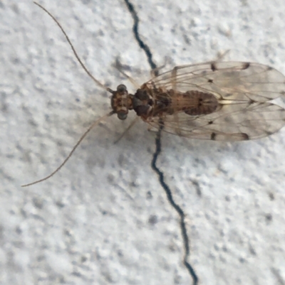 Psocodea 'Psocoptera' sp. (order) (Unidentified plant louse) at O'Connor, ACT - 10 May 2021 by Ned_Johnston