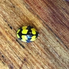 Illeis galbula (Fungus-eating Ladybird) at O'Connor, ACT - 9 May 2021 by Ned_Johnston