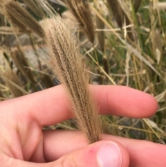 Chloris virgata (Feathertop Rhodes Grass) at Goulburn, NSW - 9 May 2021 by Ned_Johnston