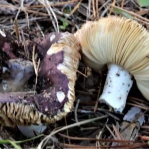 Russula 'purpureoflava group' at Isaacs, ACT - 10 Apr 2021 11:07 AM