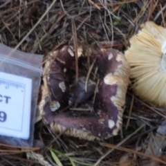 Russula 'purpureoflava group' at Isaacs, ACT - 10 Apr 2021 11:07 AM