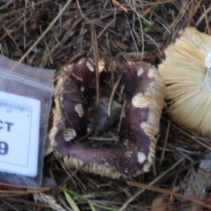 Russula 'purpureoflava group' at Isaacs, ACT - 10 Apr 2021