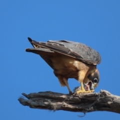 Falco longipennis (Australian Hobby) at Garran, ACT - 30 Apr 2021 by roymcd