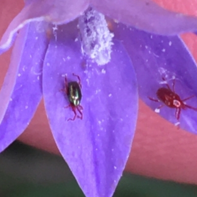 Rainbowia sp. (genus) at Goulburn, NSW - 9 May 2021 by Ned_Johnston