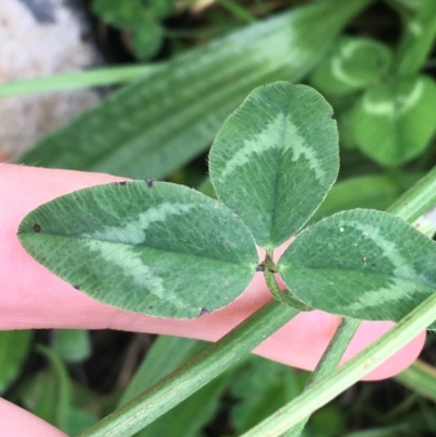 Trifolium fragiferum (Strawberry Clover) at Goulburn, NSW - 9 May 2021 by Ned_Johnston