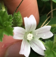 Malva neglecta (Dwarf Mallow) at Goulburn Wetlands - 9 May 2021 by NedJohnston