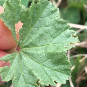 Malva neglecta at Goulburn, NSW - 9 May 2021