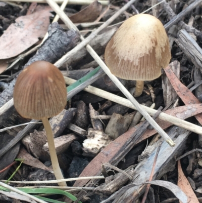 Unidentified Cap on a stem; gills below cap [mushrooms or mushroom-like] at Goulburn, NSW - 9 May 2021 by NedJohnston