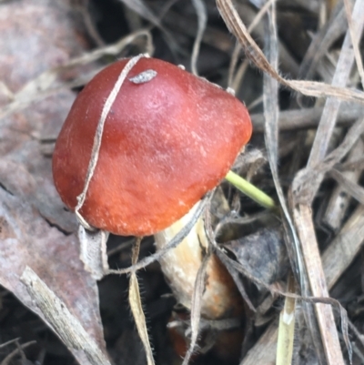 Leratiomcyes ceres (Red Woodchip Fungus) at Goulburn Wetlands - 9 May 2021 by Ned_Johnston