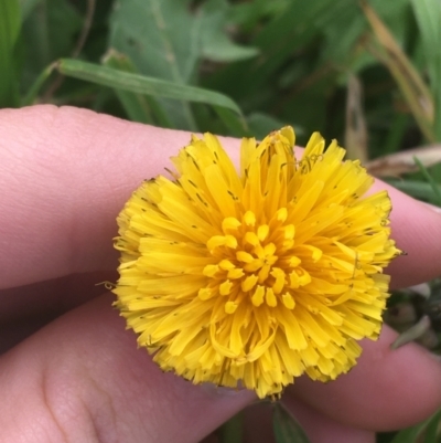 Taraxacum sp. (Dandelion) at Goulburn Wetlands - 9 May 2021 by NedJohnston