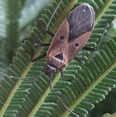 Dysdercus sidae (Pale Cotton Stainer) at Goulburn, NSW - 9 May 2021 by Ned_Johnston