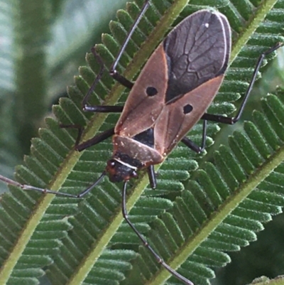 Dysdercus sidae (Pale Cotton Stainer) at Goulburn, NSW - 9 May 2021 by Ned_Johnston