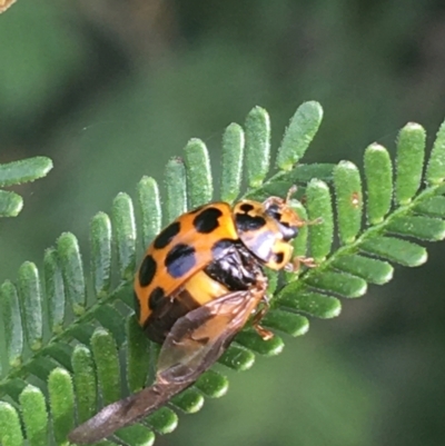 Harmonia conformis (Common Spotted Ladybird) at Goulburn Wetlands - 9 May 2021 by NedJohnston