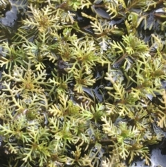 Myriophyllum sp. (Water-milfoil) at Goulburn, NSW - 9 May 2021 by Ned_Johnston